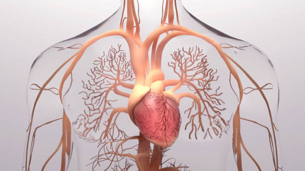 ludzkie serce, renderowanie 3d, medycznie dokładna ilustracja anatomii ludzkiego serca z układem żylnym - proces biologiczny zdjęcia i obrazy z banku zdjęć