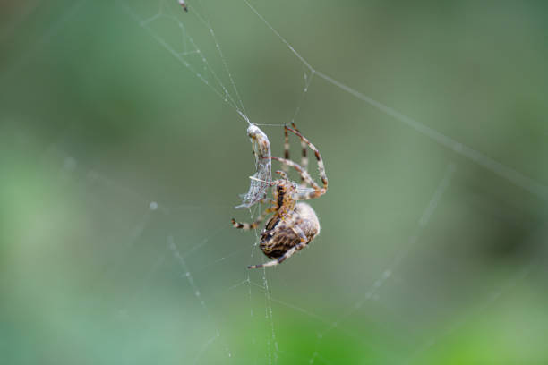 Spider Catching A Fly