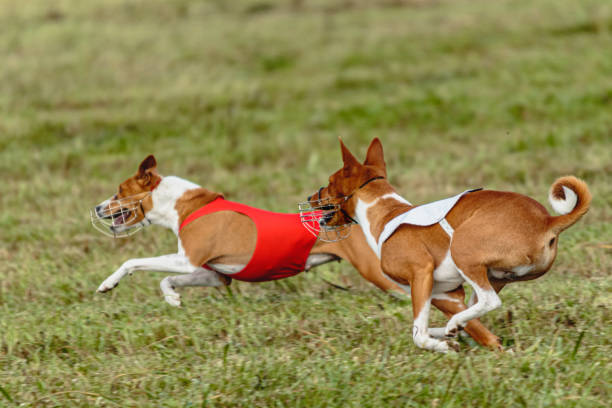 istock Basenji dogs running in a red and white jacket on coursing field 1343362140