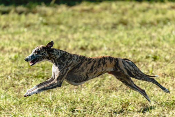 istock Whippet sprinter dog running and chasing on the field 1343362213