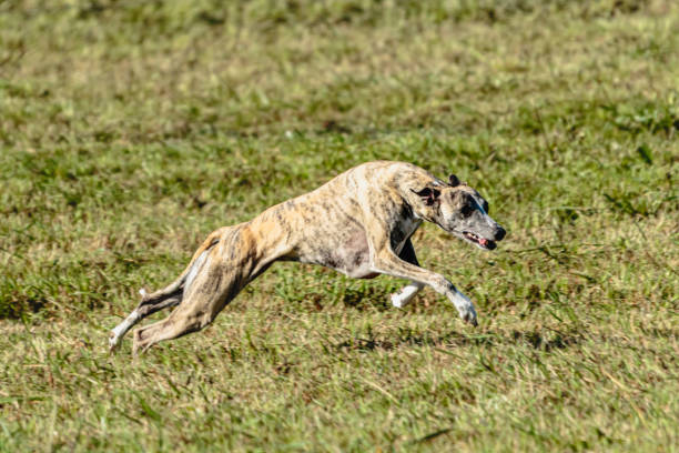 istock Whippet sprinter dog running and chasing on the field 1343362244