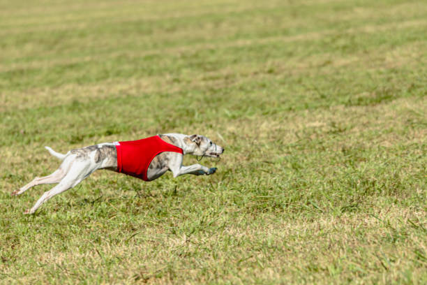 istock Whippet dog running in a red jacket on coursing field 1343362250