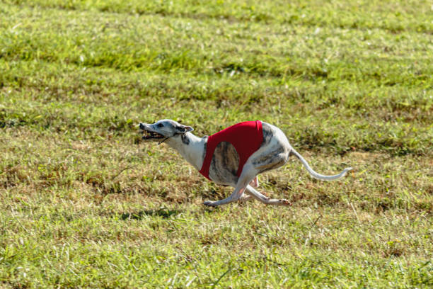 istock Whippet dog running in a red jacket on coursing field 1343362259