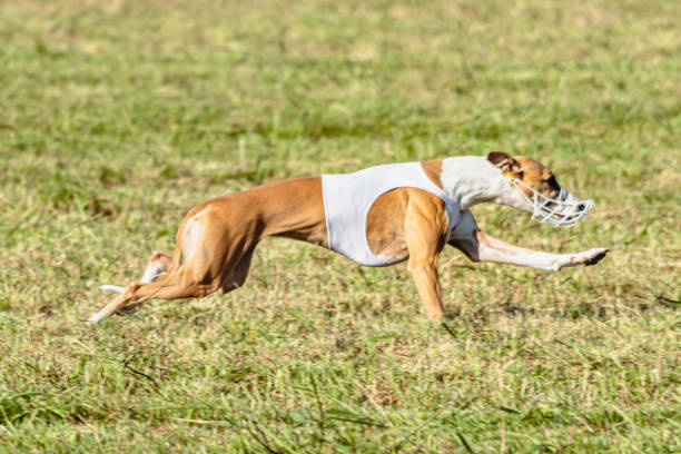 istock Whippet dog running in white jacket on coursing field 1343362263