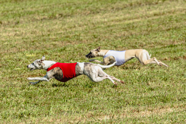 istock Whippet dogs running in a red and white jacket on coursing field 1343362269