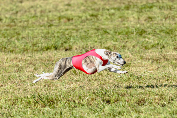 istock Whippet dog running in a red jacket on coursing field 1343362274