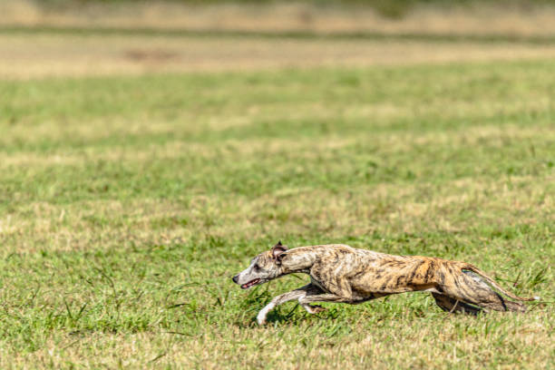 istock Whippet sprinter dog running and chasing on the field 1343362278