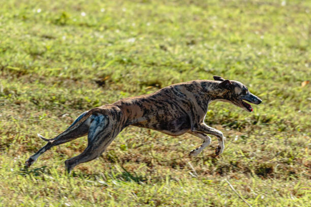 istock Whippet sprinter dog running and chasing on the field 1343362281