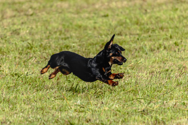 istock Dog running and chasing coursing lure on field 1343362295