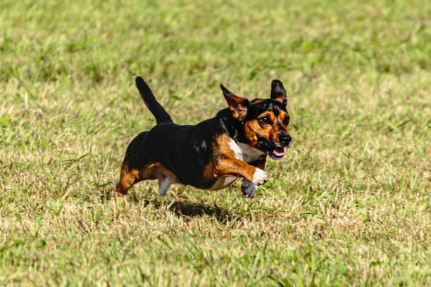 istock Dog running and chasing coursing lure on field 1343362304