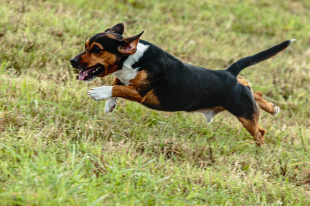 istock Dog running and chasing coursing lure on field 1343362860