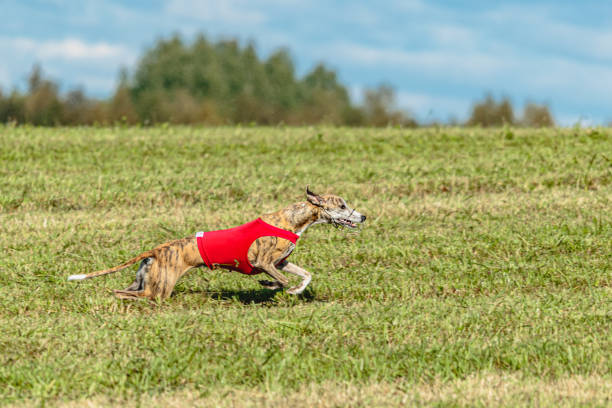 istock Whippet dog running in a red jacket on coursing field 1343362878