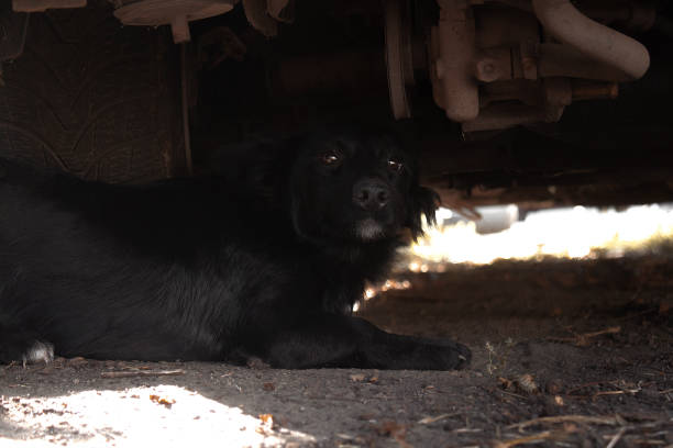 istock Black dog under the car looking at the camera 1343363418