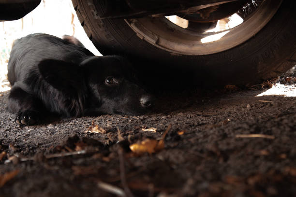 istock Black dog under the car looking at the camera 1343363420