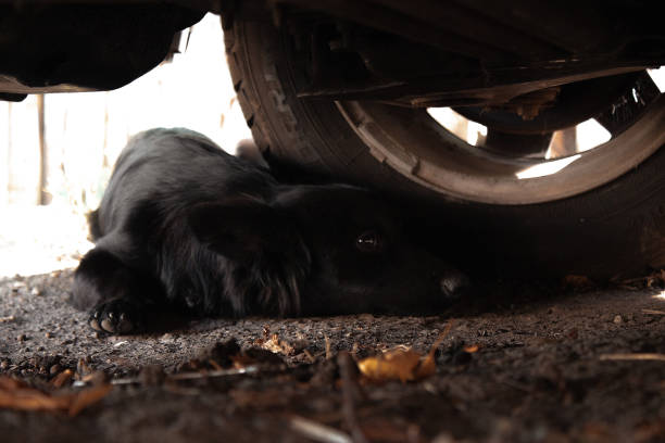 Black dog under the car looking at the camera