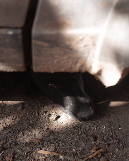 istock Black dog under the car looking at the camera 1343363428