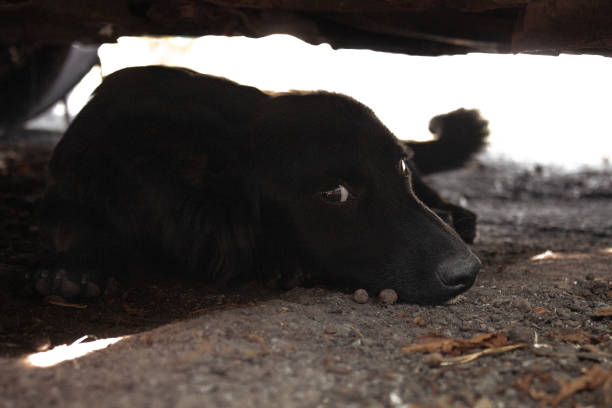 istock Black dog under the car looking at the camera 1343363432