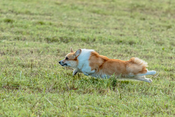 istock Dog running and chasing coursing lure on field 1343364227