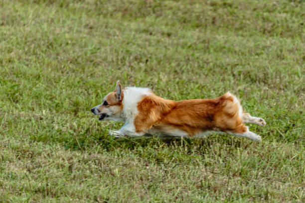 istock Dog running and chasing coursing lure on field 1343364237