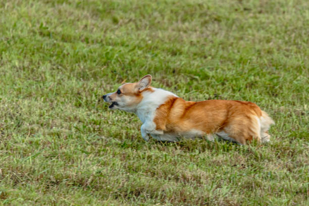 istock Dog running and chasing coursing lure on field 1343364242