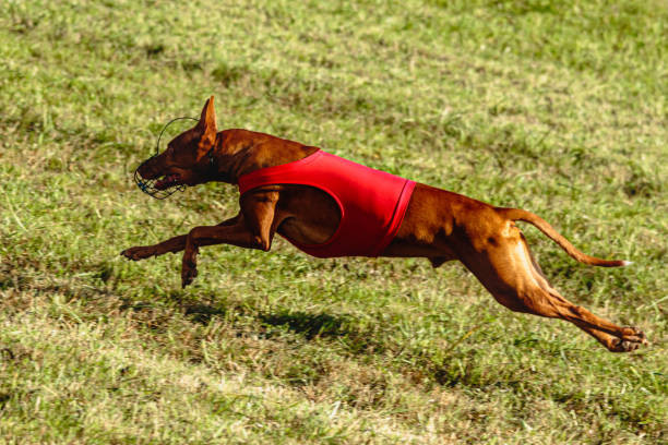 istock Pharaoh Hound dog running in red jacket on coursing field 1343364308