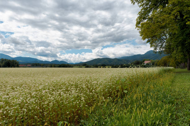 Buckwheat Field in Bloom, Slovenia