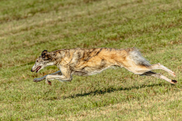 istock Borzoi dog running and chasing lure on field 1343364390