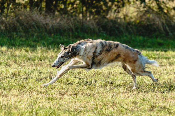 istock Borzoi dog running and chasing lure on field 1343364399