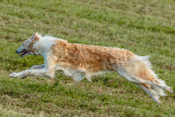 istock Borzoi dog running and chasing lure on field 1343364404