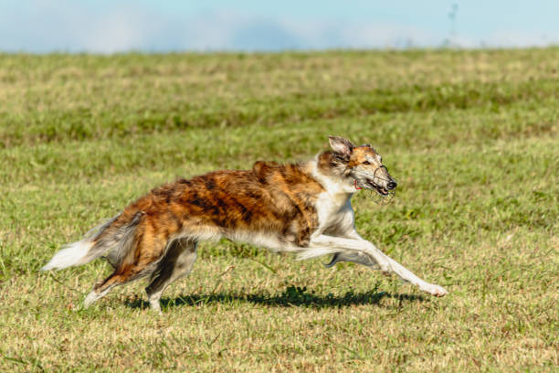istock Borzoi dog running and chasing lure on field 1343364411