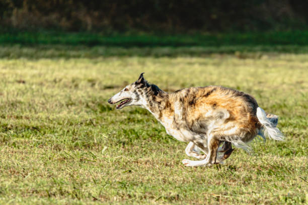 istock Borzoi dog running and chasing lure on field 1343364414