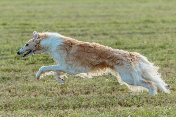 istock Borzoi dog running and chasing lure on field 1343364452
