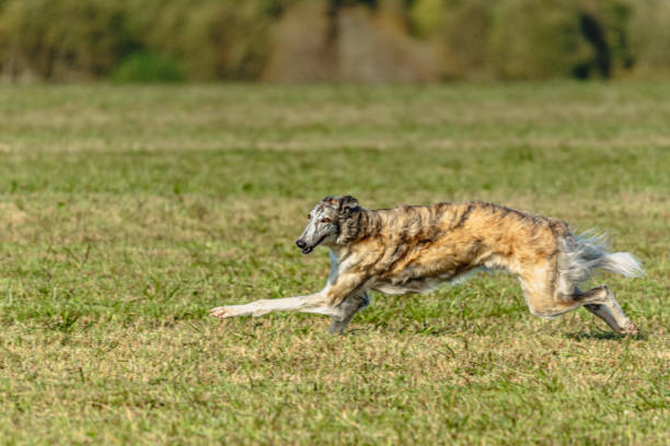 istock Borzoi dog running and chasing lure on field 1343364454