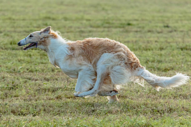 istock Borzoi dog running and chasing lure on field 1343364459