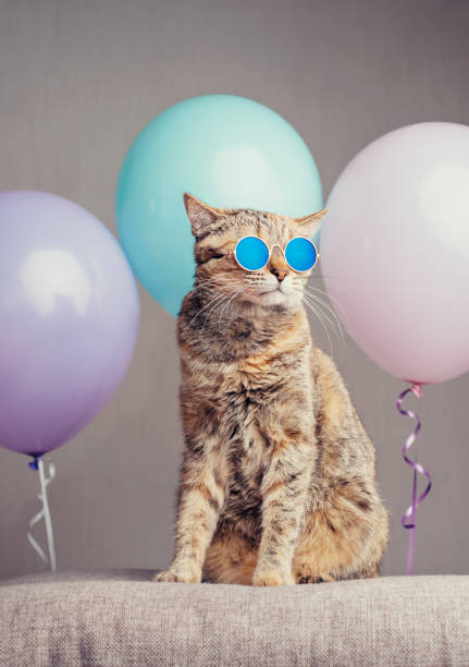Ginger cat in fashionable glasses sits beside a blue balloon on a couch. Ginger cat in fashionable glasses sits beside a blue helium balloon on a couch on a background of a white wall. cat-glasses stock pictures, royalty-free photos & images