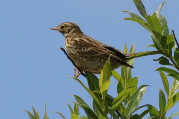 istock Pipit farlouse (Anthus pratensis) 1343368401