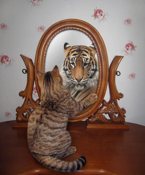 istock Cat looks in mirror in wooden frame 1343368422