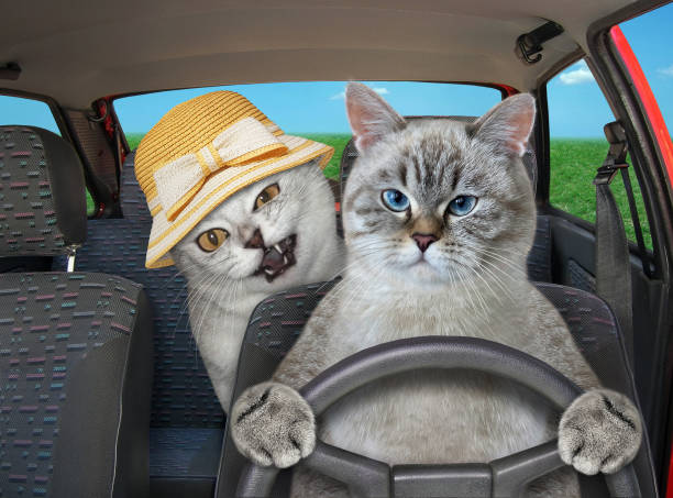 istock Cat ash with his friend drives car 1343368428