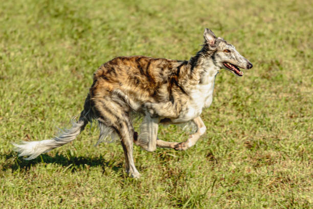 istock Borzoi dog running and chasing lure on field 1343368482