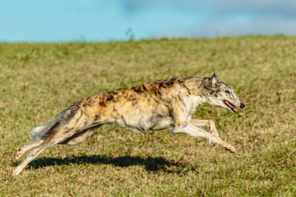 istock Borzoi dog running and chasing lure on field 1343368488