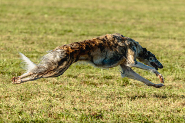 istock Borzoi dog running and chasing lure on field 1343368491