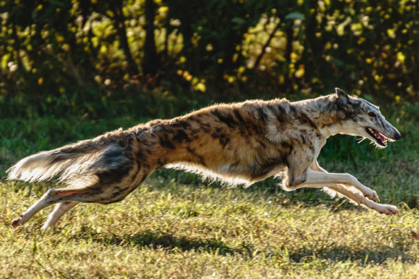 istock Borzoi dog running and chasing lure on field 1343368503