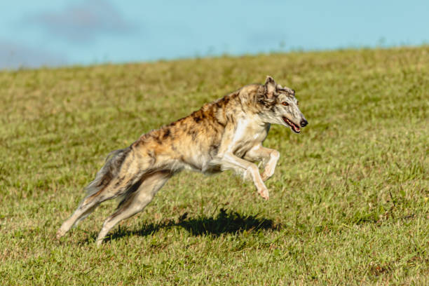 istock Borzoi dog running and chasing lure on field 1343368504