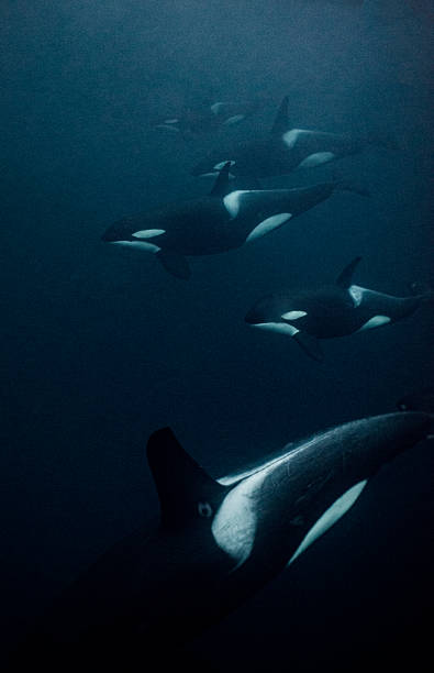 Orche sott'acqua - foto stock