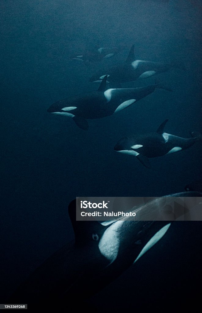 Orcas underwater Orca swimming underwater in dark and moody waters. Orca Stock Photo