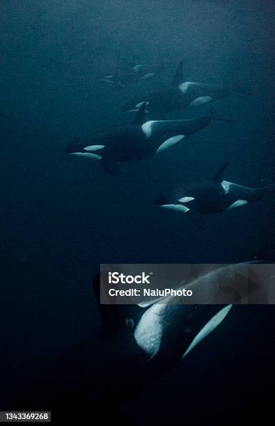 Orcas Underwater Stock Photo - Download Image Now - Orca, Cetacea, Sea