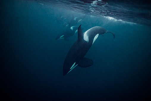 Orcas bajo el agua photo
