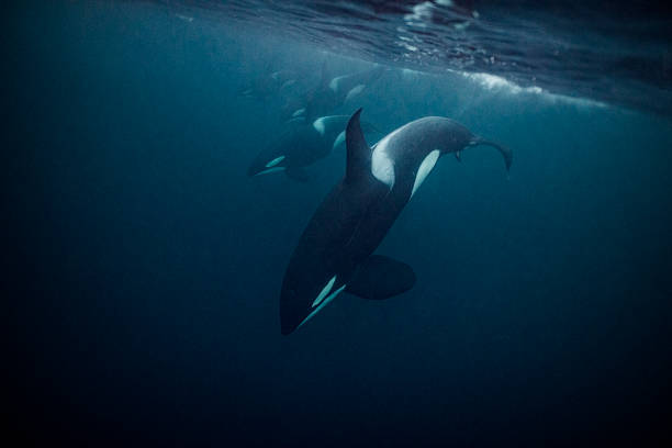 Orcas underwater Orca swimming underwater in dark and moody waters. killer whale stock pictures, royalty-free photos & images