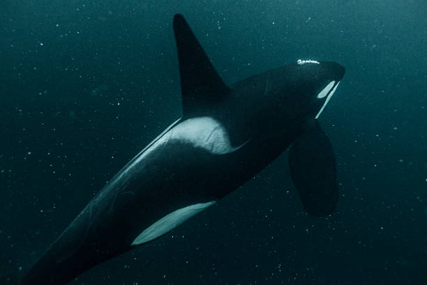 Orcas underwater stock photo