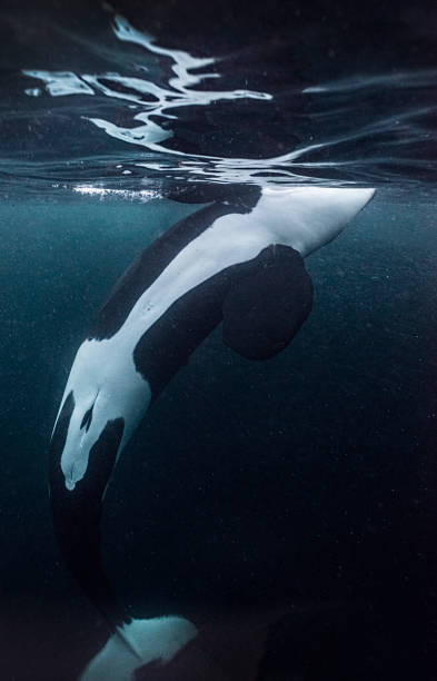 Orcas underwater stock photo